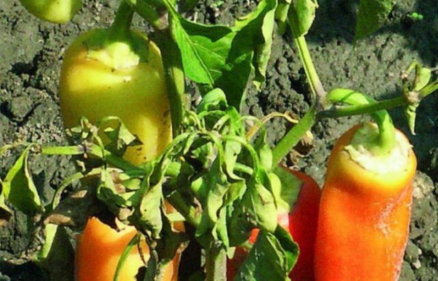 Diseases of pepper (fruits and leaves) in the greenhouse: treatment, description with photos