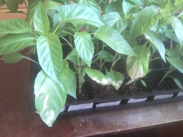 Diseases of pepper (fruits and leaves) in the greenhouse: treatment, description with photos