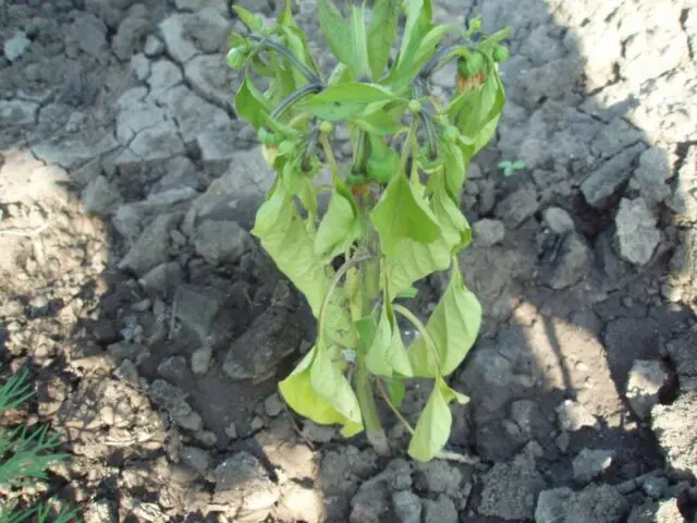 Diseases of pepper (fruits and leaves) in the greenhouse: treatment, description with photos