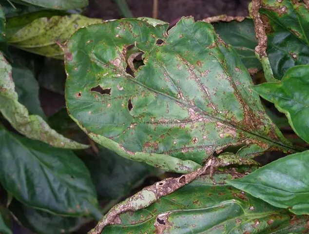 Diseases of pepper (fruits and leaves) in the greenhouse: treatment, description with photos