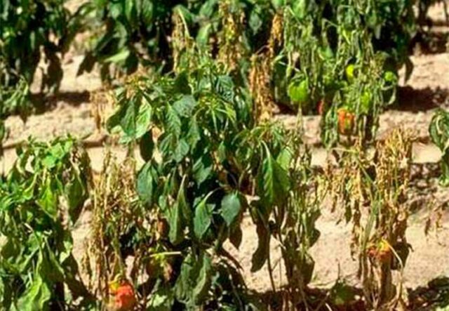 Diseases of pepper (fruits and leaves) in the greenhouse: treatment, description with photos