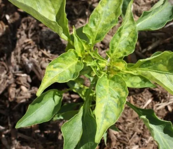 Diseases of pepper (fruits and leaves) in the greenhouse: treatment, description with photos