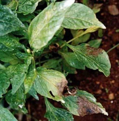 Diseases of pepper seedlings: causes and methods of struggle