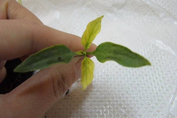 Diseases of pepper seedlings: causes and methods of struggle