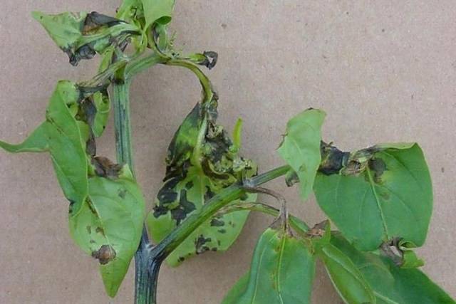 Diseases of pepper seedlings: causes and methods of struggle