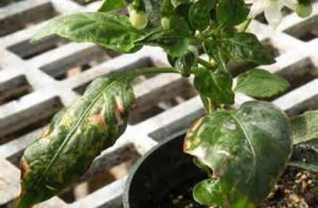 Diseases of pepper seedlings: causes and methods of struggle