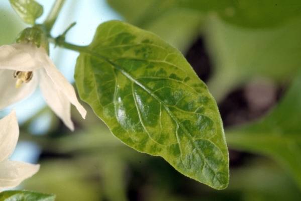 Diseases of pepper seedlings: causes and methods of struggle