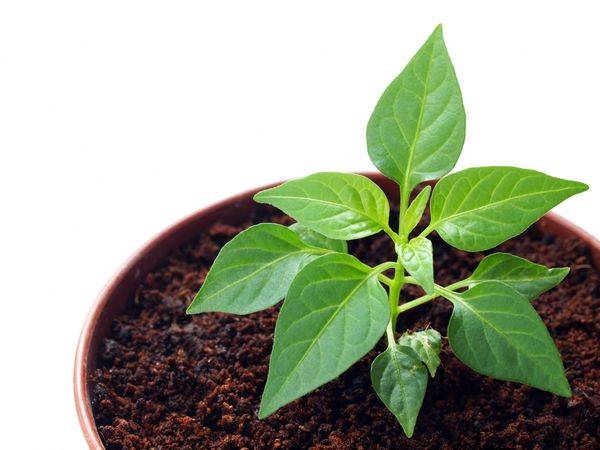 Diseases of pepper seedlings: causes and methods of struggle