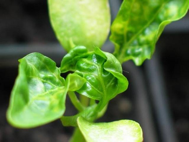 Diseases of pepper seedlings: causes and methods of struggle