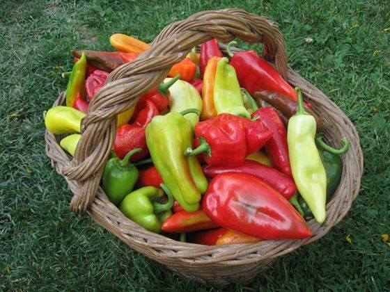 Diseases of pepper seedlings: causes and methods of struggle