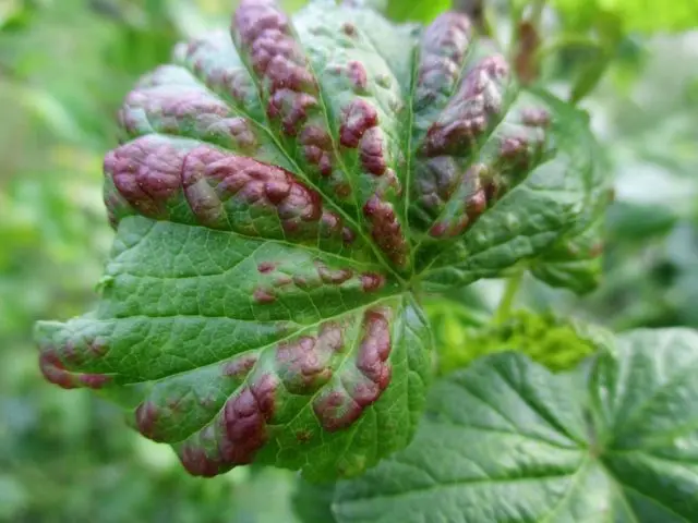 Diseases of red and black currant: red spots on the leaves