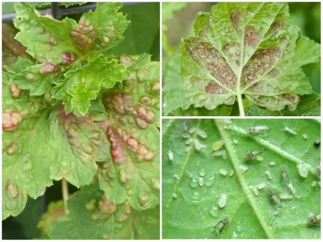 Diseases of red and black currant: red spots on the leaves