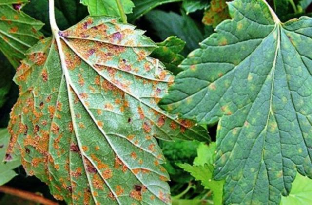 Diseases of red and black currant: red spots on the leaves