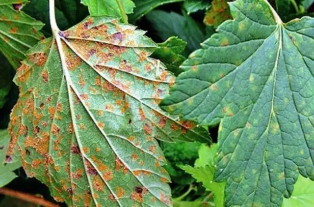 Diseases of red and black currant: red spots on the leaves