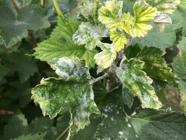 Diseases of red and black currant: red spots on the leaves