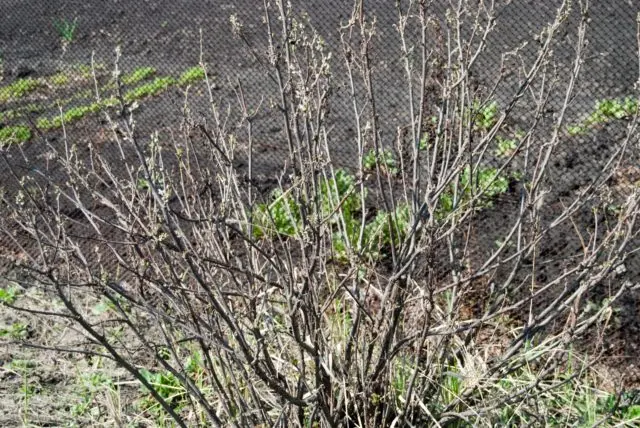 Diseases of red and black currant: red spots on the leaves