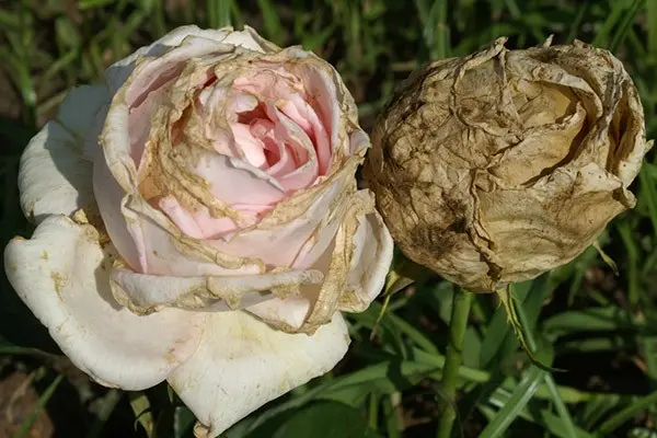 Diseases of roses: what are and how to save the plant