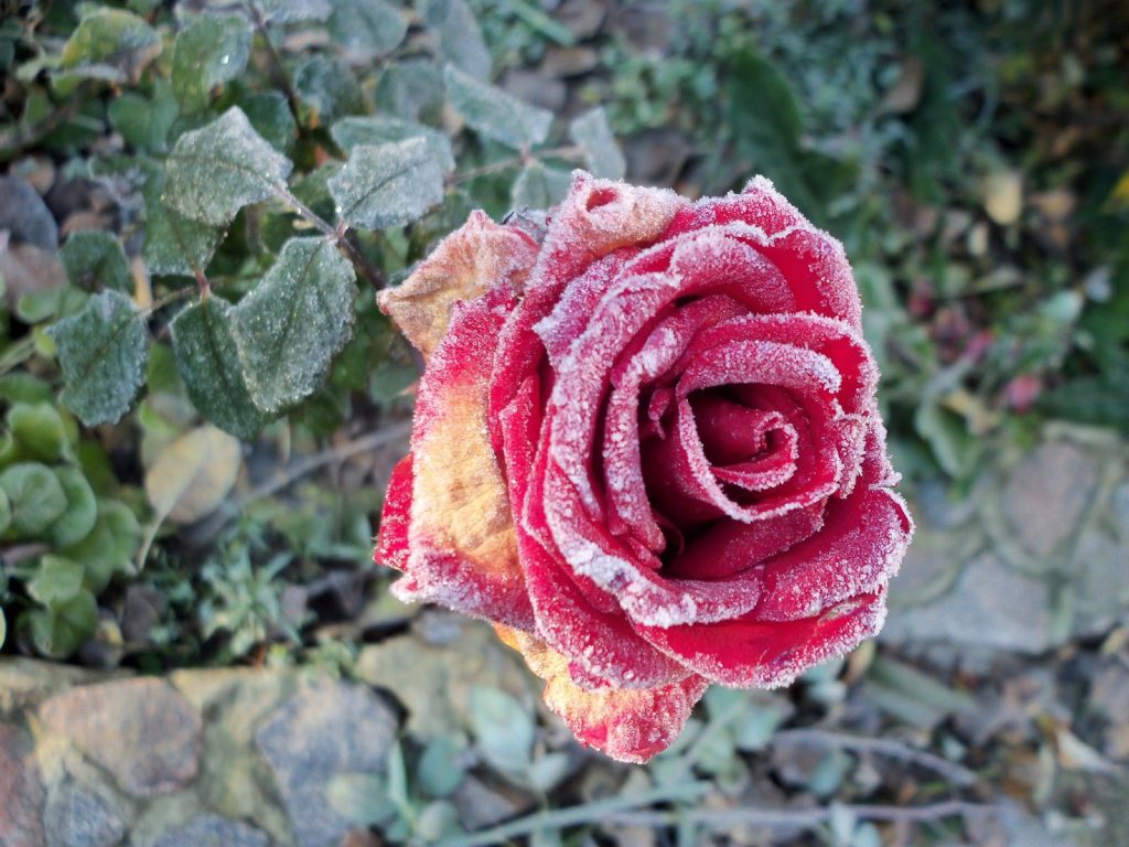 Diseases of roses: what are and how to save the plant