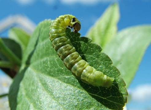 Diseases of roses: what are and how to save the plant