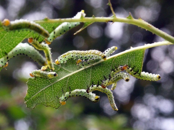 Diseases of roses: what are and how to save the plant