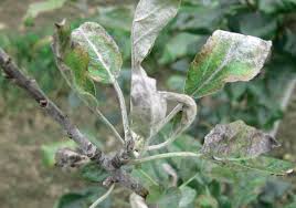 Diseases of the apple tree and their treatment: timely and qualified help