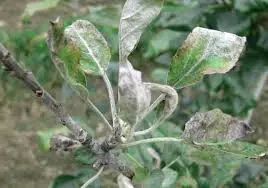 Diseases of the apple tree and their treatment: timely and qualified help