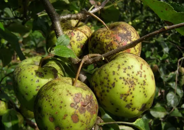 Diseases of the apple tree and their treatment: timely and qualified help