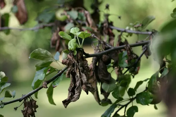 Diseases of the apple tree and their treatment: timely and qualified help