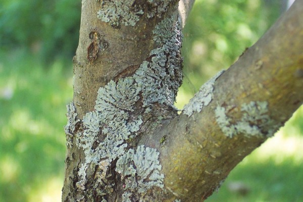 Diseases of the apple tree and their treatment: timely and qualified help