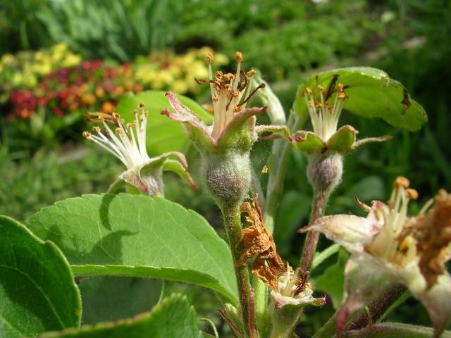 Diseases of the bark of fruit trees and their treatment