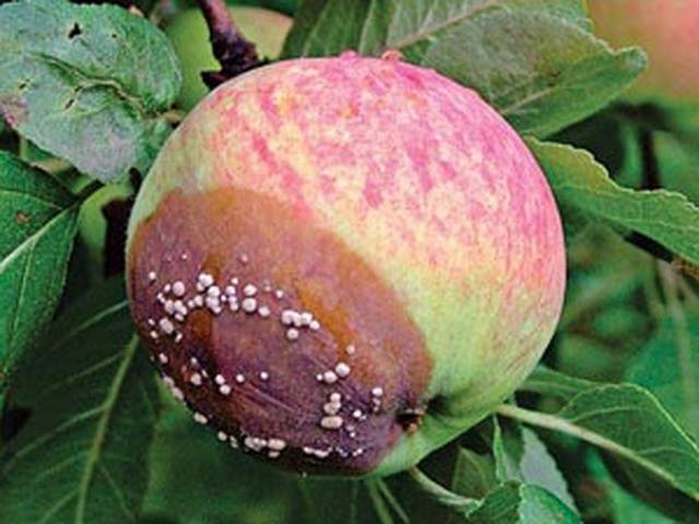 Diseases of the bark of fruit trees and their treatment