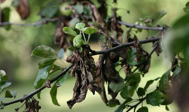 Diseases of the bark of fruit trees and their treatment