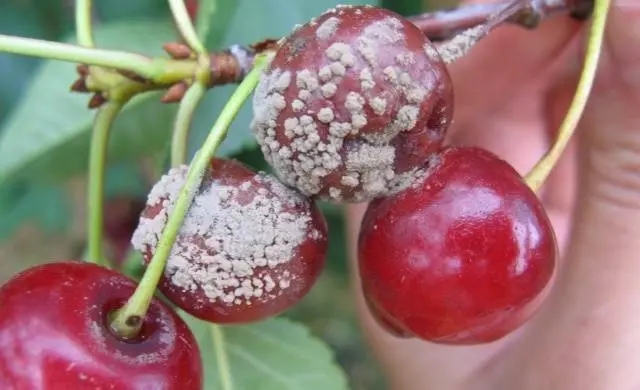 Diseases of the bark of fruit trees and their treatment