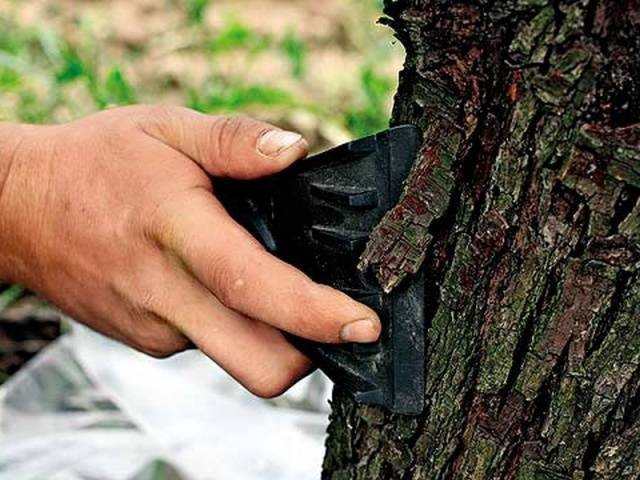 Diseases of the bark of fruit trees and their treatment