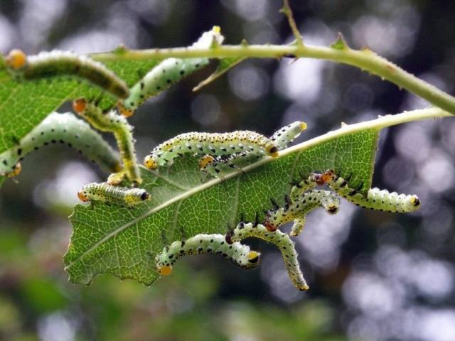 Diseases of the bark of fruit trees and their treatment