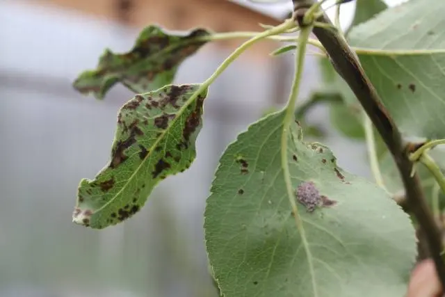 Diseases of the bark of fruit trees and their treatment