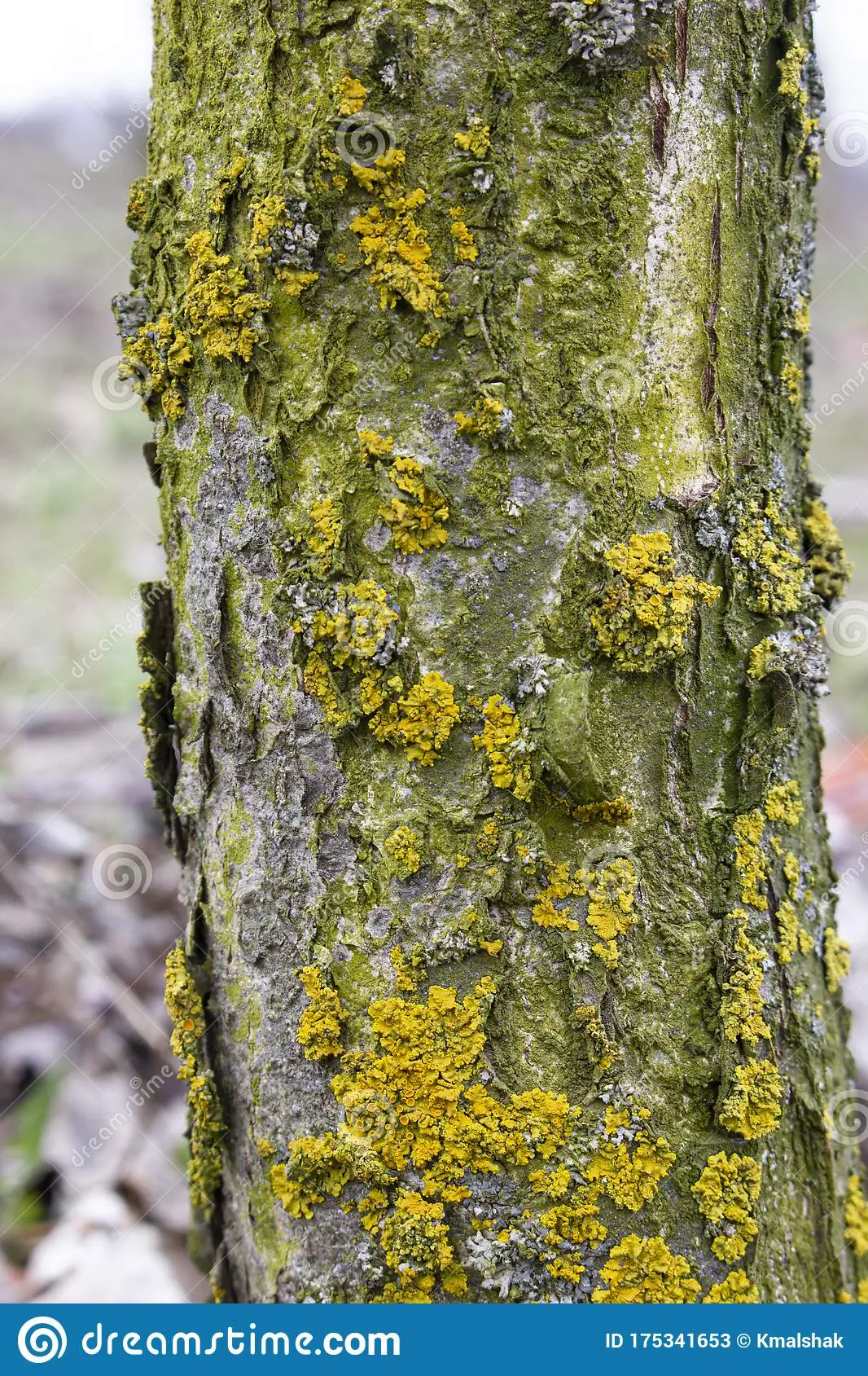 Diseases of the bark of fruit trees and their treatment