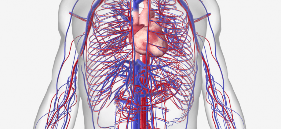 Diseases of the circulatory system &#8211; causes and types