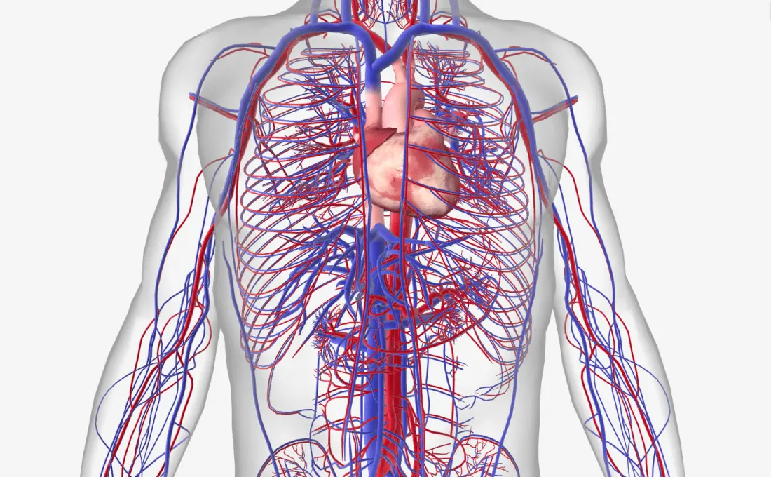 Diseases of the circulatory system &#8211; causes and types