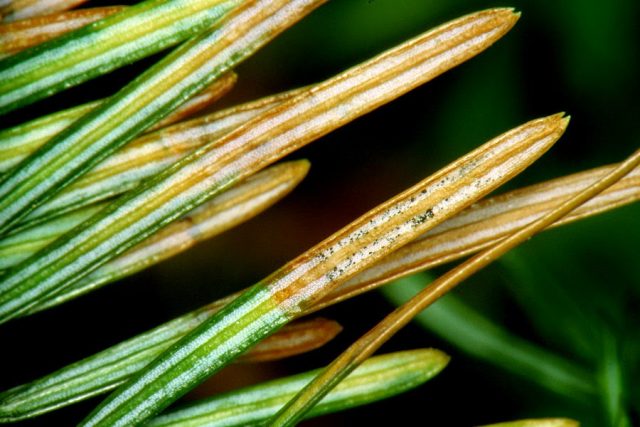 Diseases of the conifers in the photo and their treatment