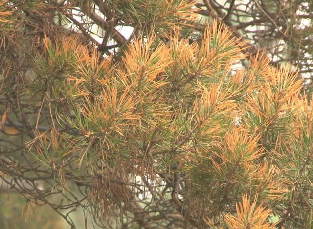 Diseases of the conifers in the photo and their treatment