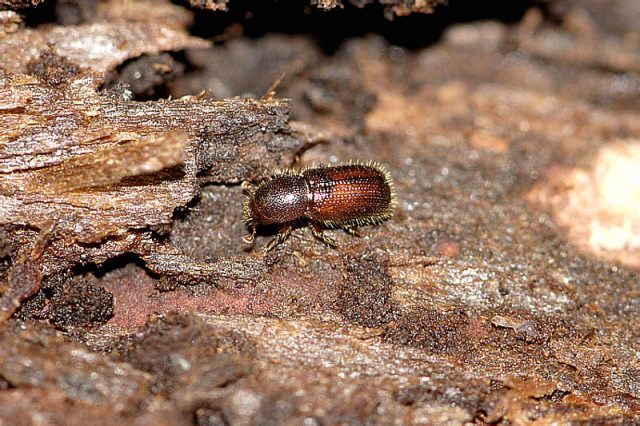 Diseases of the conifers in the photo and their treatment