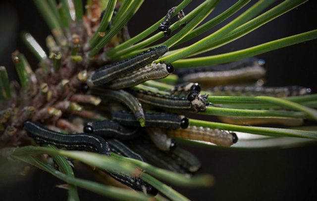 Diseases of the conifers in the photo and their treatment