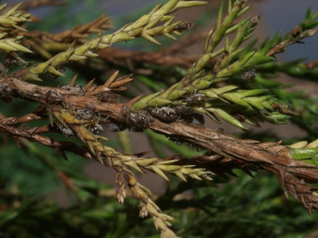 Diseases of the conifers in the photo and their treatment