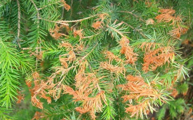 Diseases of the conifers in the photo and their treatment