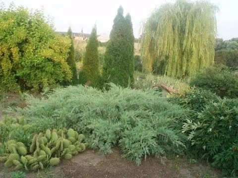 Diseases of the conifers in the photo and their treatment