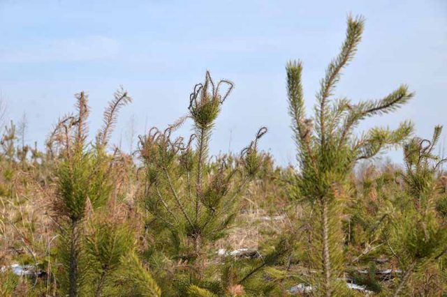 Diseases of the conifers in the photo and their treatment