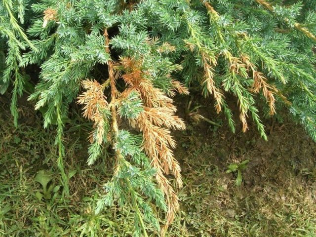 Diseases of the conifers in the photo and their treatment