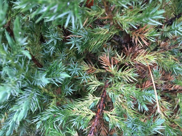 Diseases of the conifers in the photo and their treatment