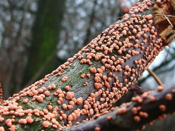 Diseases of the conifers in the photo and their treatment